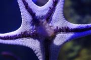 Starfish