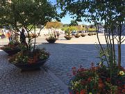 Stockholm Potted Trees And Plants