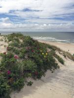 Sun Sand Beach And Flowers Or Neringa