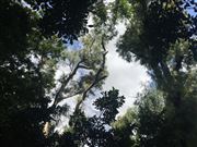 The Trees Of General San Martin Plaza