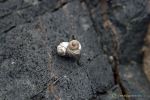 Tiny Shell On A Rock