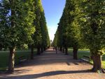 Trees Of Rosenborg Castle Gardens