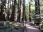 Muir Woods