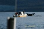Whale Tail And Boat