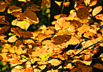 Yellow Falls Leaves