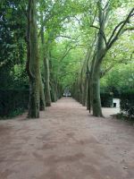 Parque Dom Carlos Trees