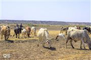 Grazzing Cows 