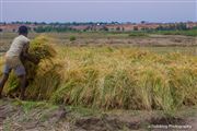 Rice Harvesting