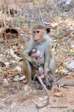 Mother S Love