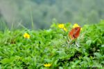 The Nature Gift