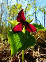 Beautiful Wild Trillium
