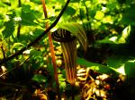Jack In The Pulpit