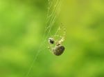 Spider Wrapping Its Catch