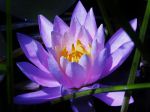 Waterlily Blues