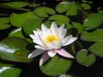 White Water Lily