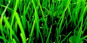 The Morning Dew