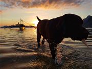 Palawan Dog Owns The Sunset