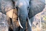 Elephant In The Shadows