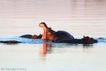 Yawning Hippo At Sunset