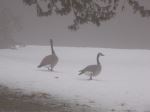 Winter Geese