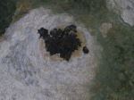 Bats In Window Cave