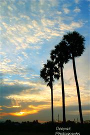 Tree Of Tamilnadu