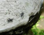 Insects On The Go