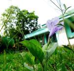 Purple Flower
