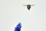 Hovering Bee