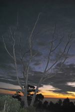 Naked Tree
