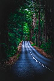 Forest Road