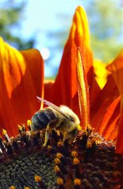 Bee Hopeful