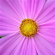 Pretty Pink