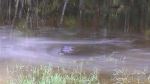 Alligator In The Everglades