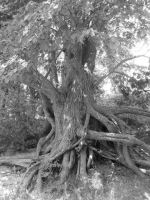 Tangled Tree
