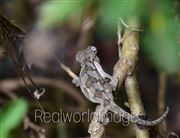 Baby Chameleon 