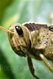Locust Up Close