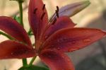 A Flower