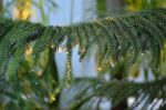 Dew Drops