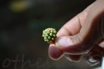 Pine Fruit