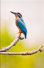 Hungry Kingfisher