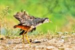 Jacana