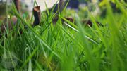 Leaf On Grass 
