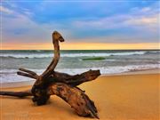 Random Log On Beach