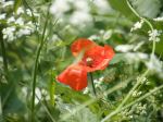 Red In The Green Field