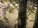 The Rain
