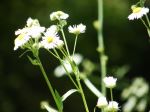 Wild Flower 2