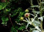 Wild Flower