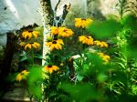 Yellow Flowers