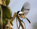 Chickadee In Flight Just Landing On A Sunflower St